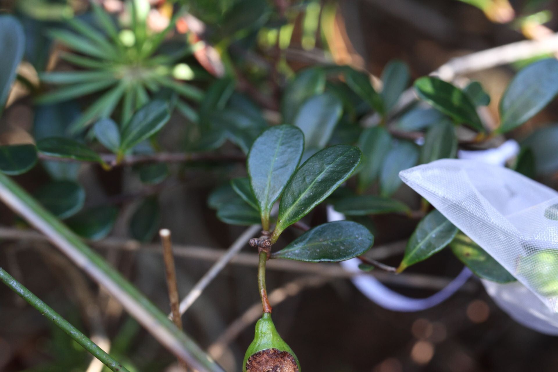 Syzygium nanum fruit