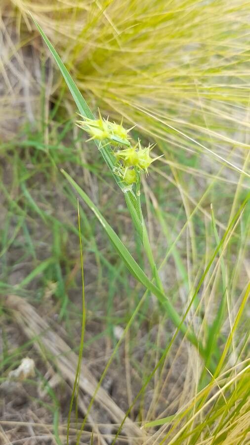 Cenchrus spinifex habit