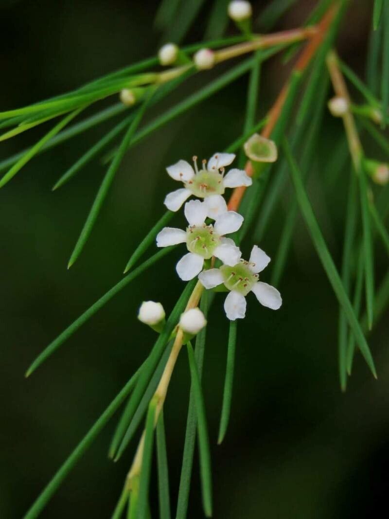 Baeckea linifolia flower