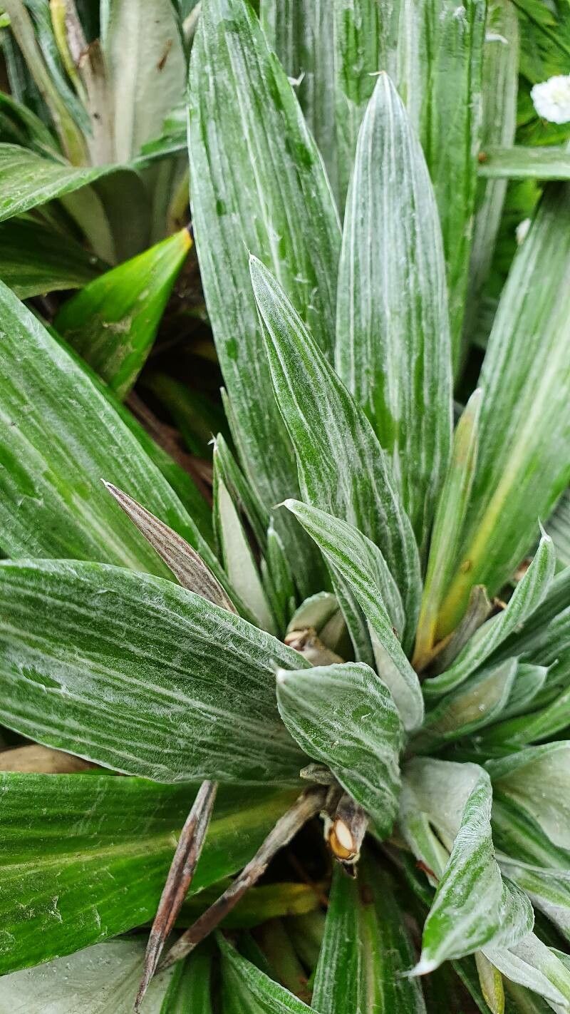 Celmisia coriacea — related species from the same genus