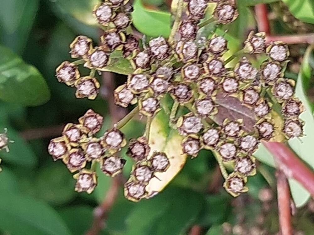 Spiraea canescens fruit