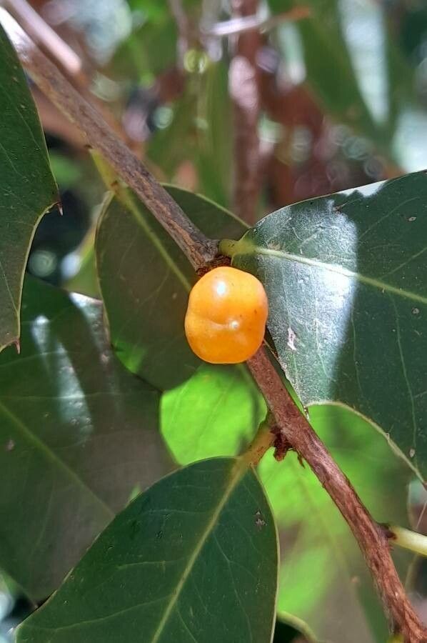 Maytenus ilicifolia fruit