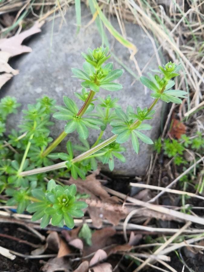Galium glaucum — search result for 'Ukraine'
