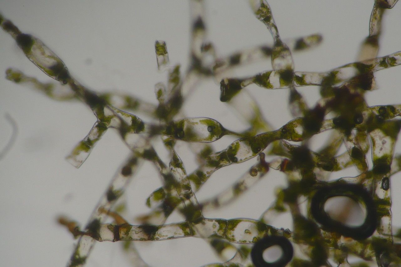 Vandenboschia speciosa fruit