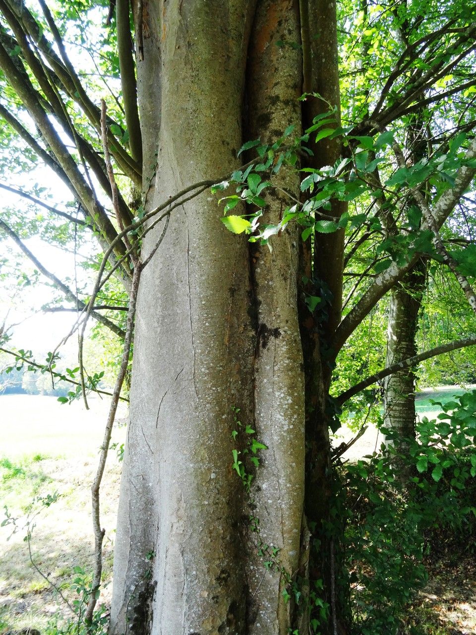 Zelkova carpinifolia bark