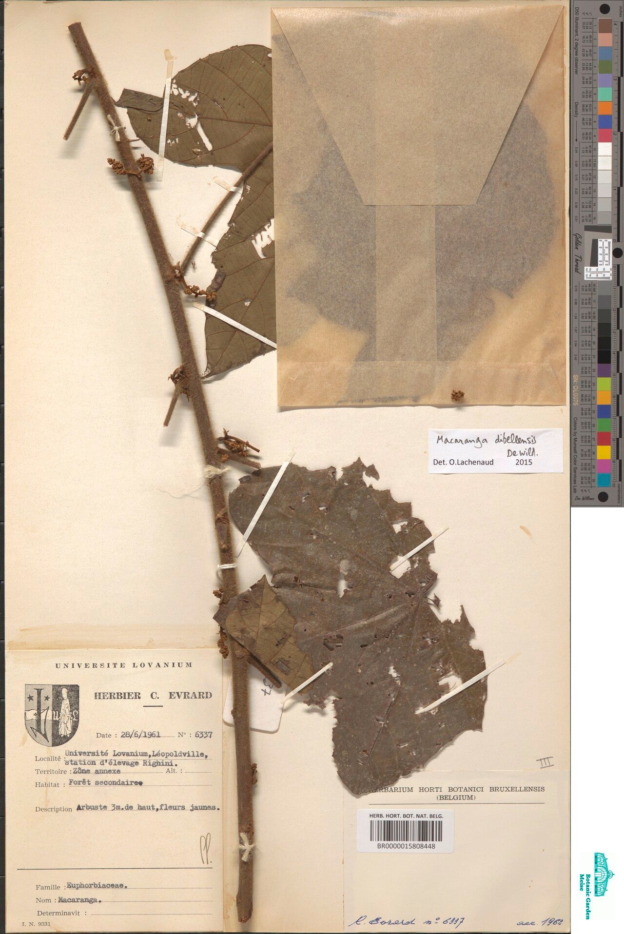 Macaranga dibeleensis — houseplant care guide