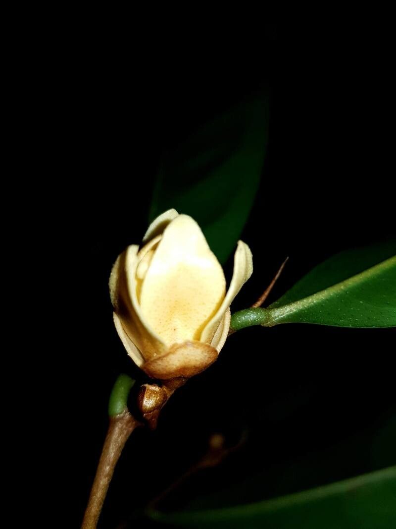 Duguetia confusa flower