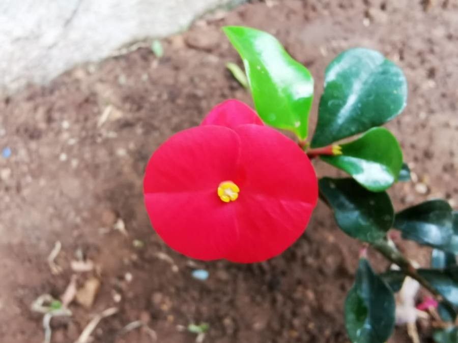 Euphorbia geroldii fruit