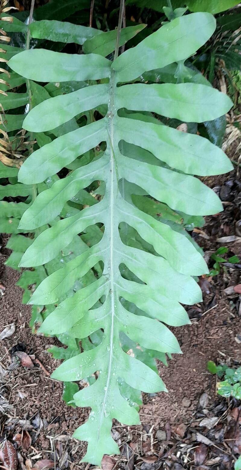 Phlebodium pseudoaureum