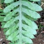 Phlebodium pseudoaureum