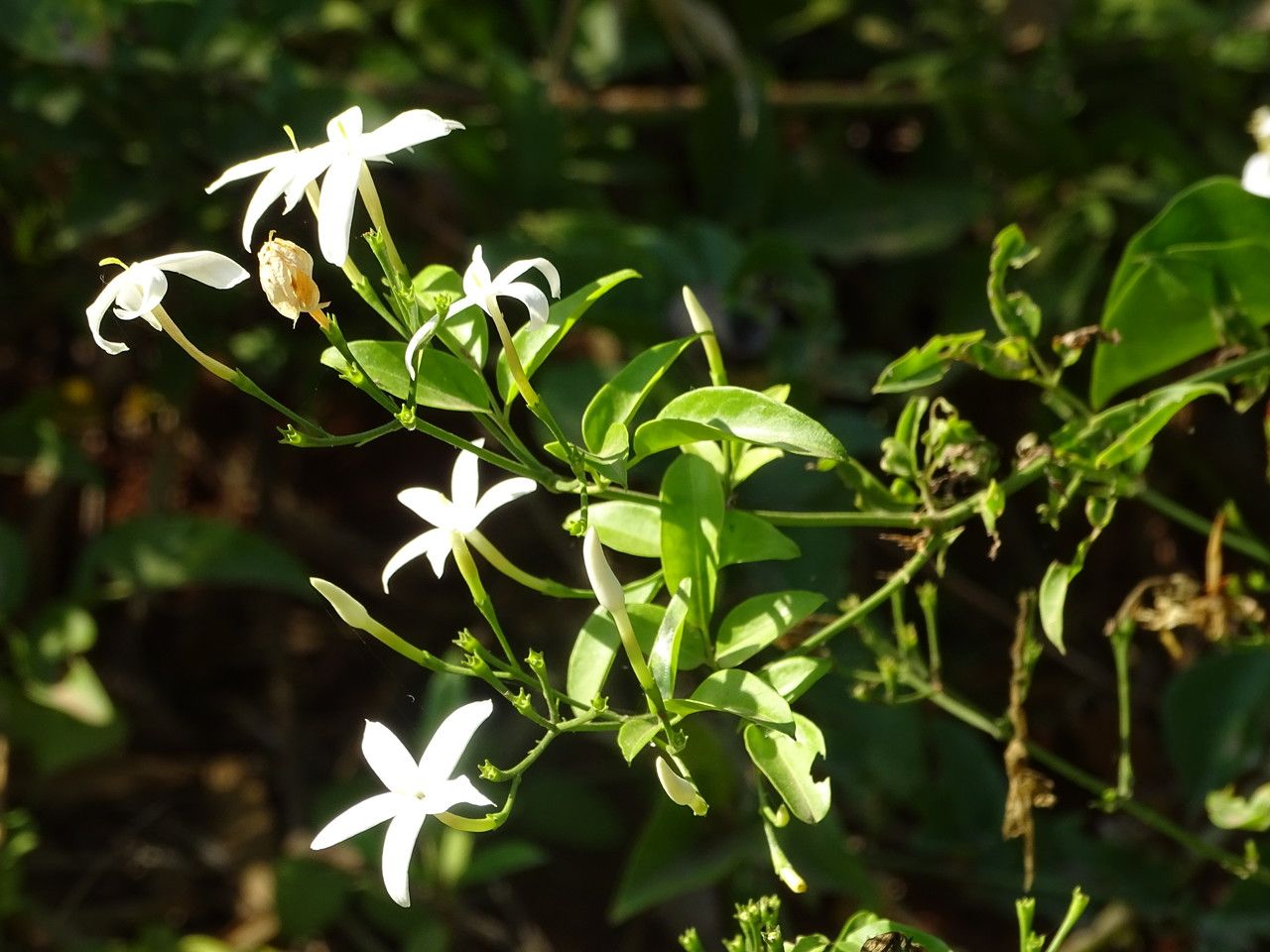 Jasminum fluminense flower