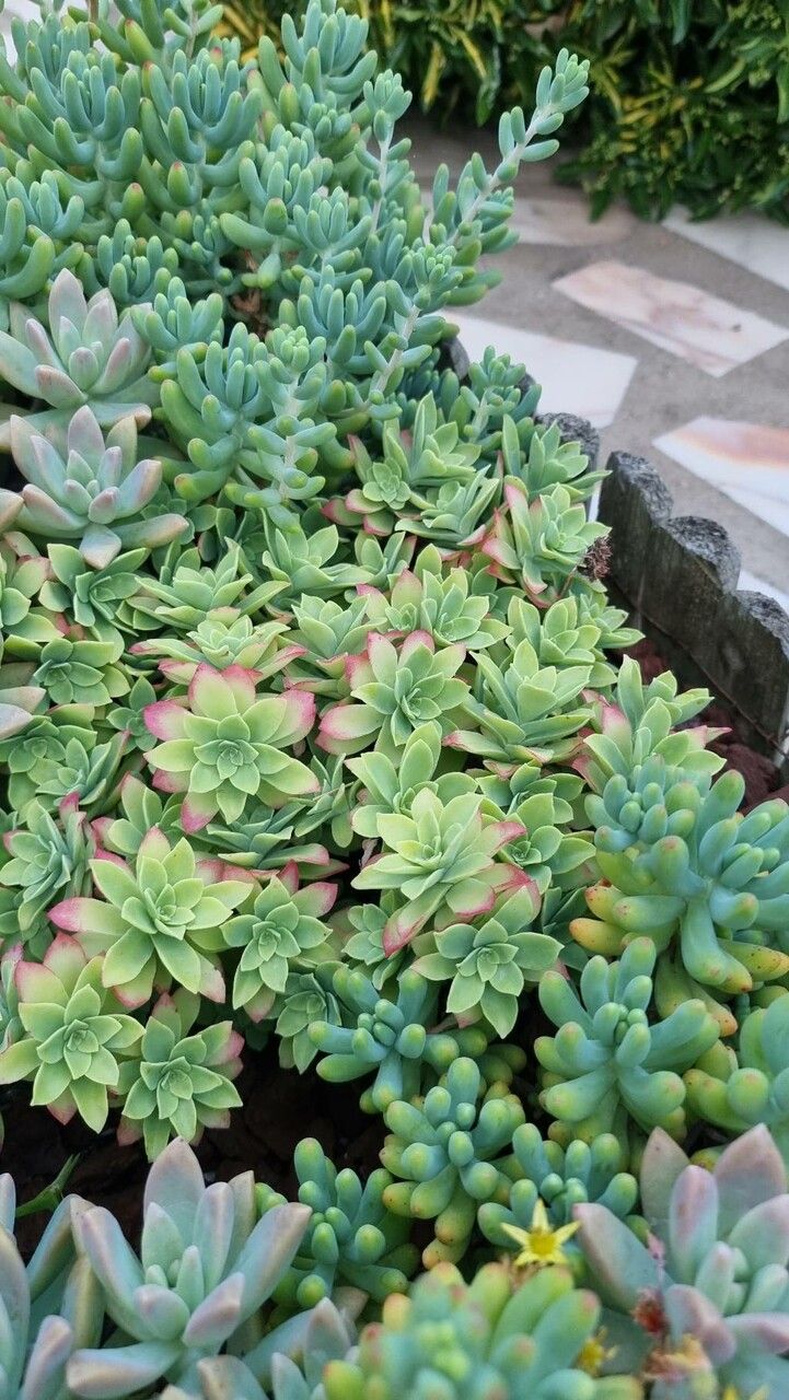 Sedum compressum flower