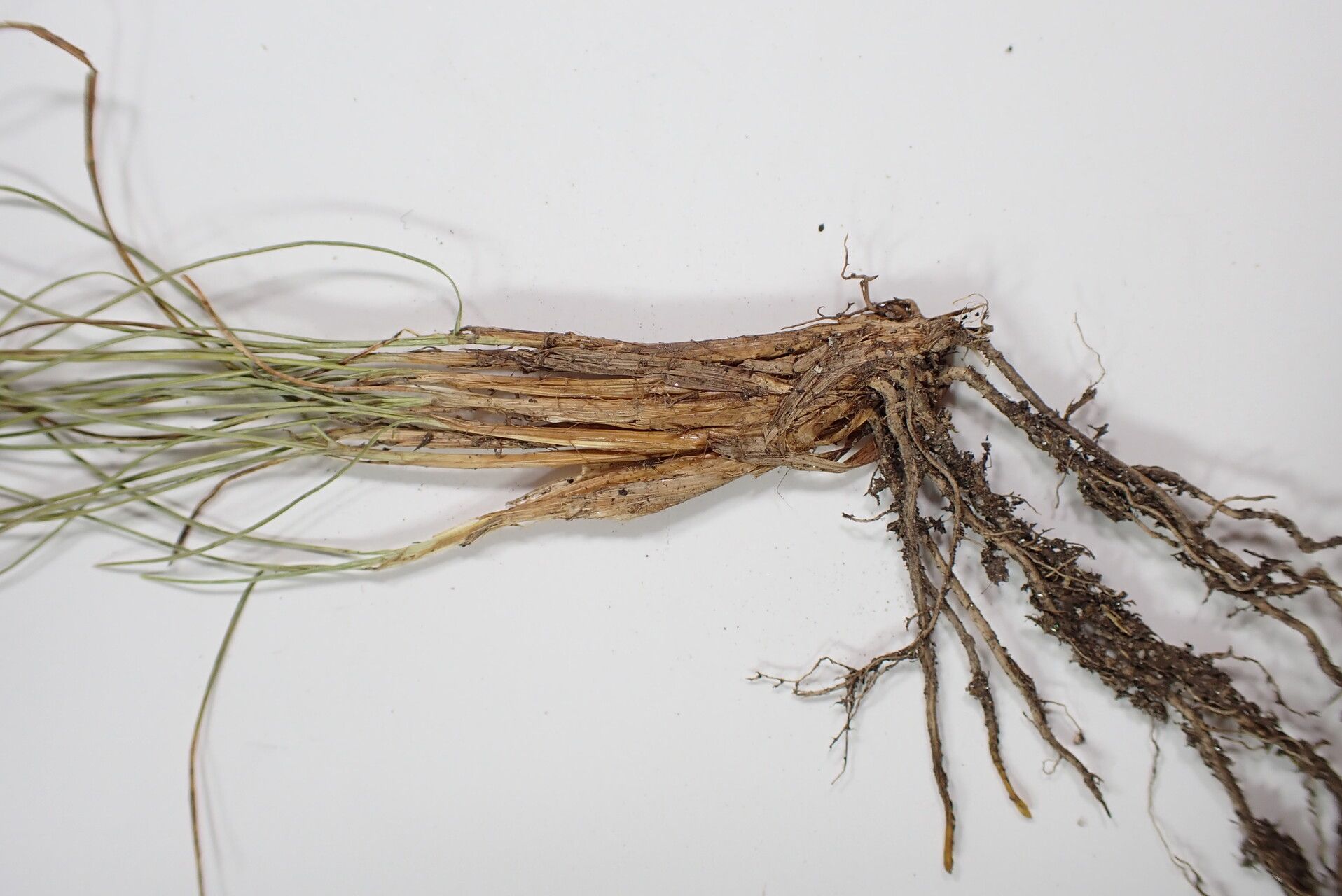 Carex cercostachys bark