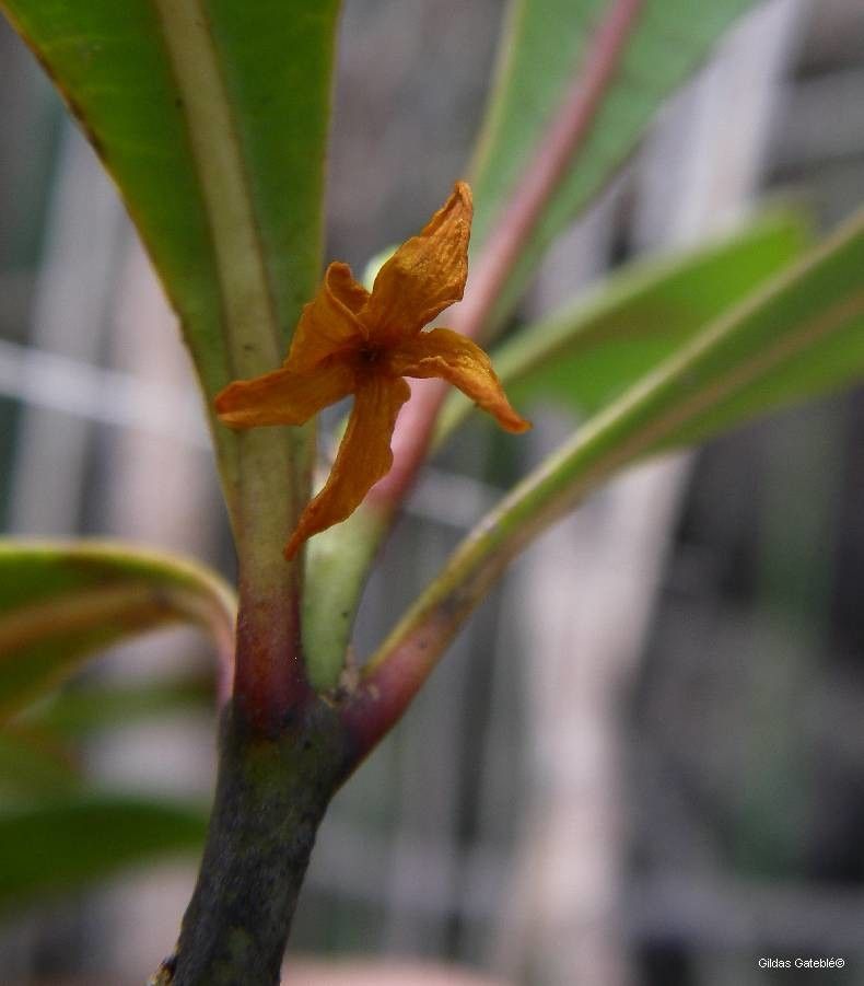 Ochrosia mulsantii bark