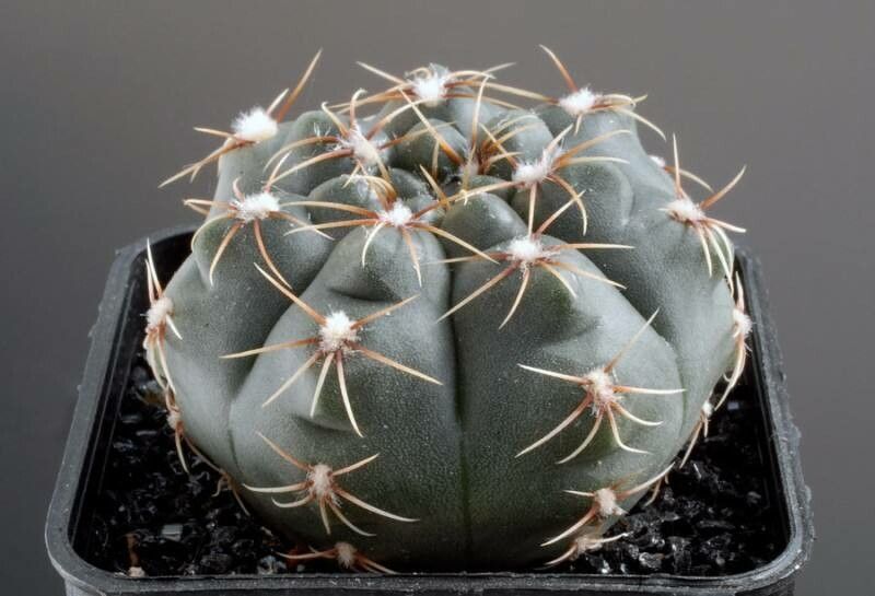 Gymnocalycium erinaceum — search result for 'Gymnocalycium'