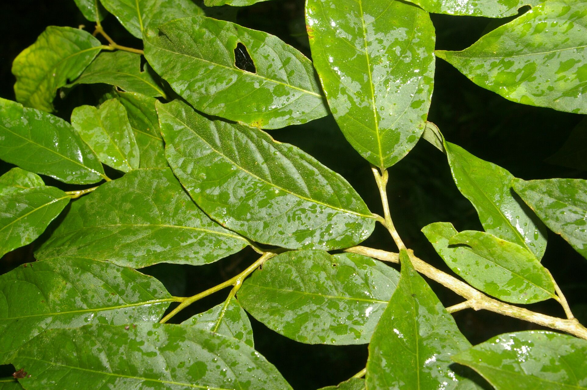 Solanum celsum — houseplant care guide