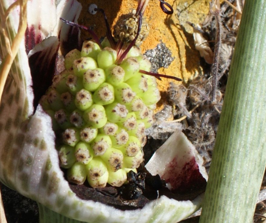 Helicodiceros muscivorus fruit