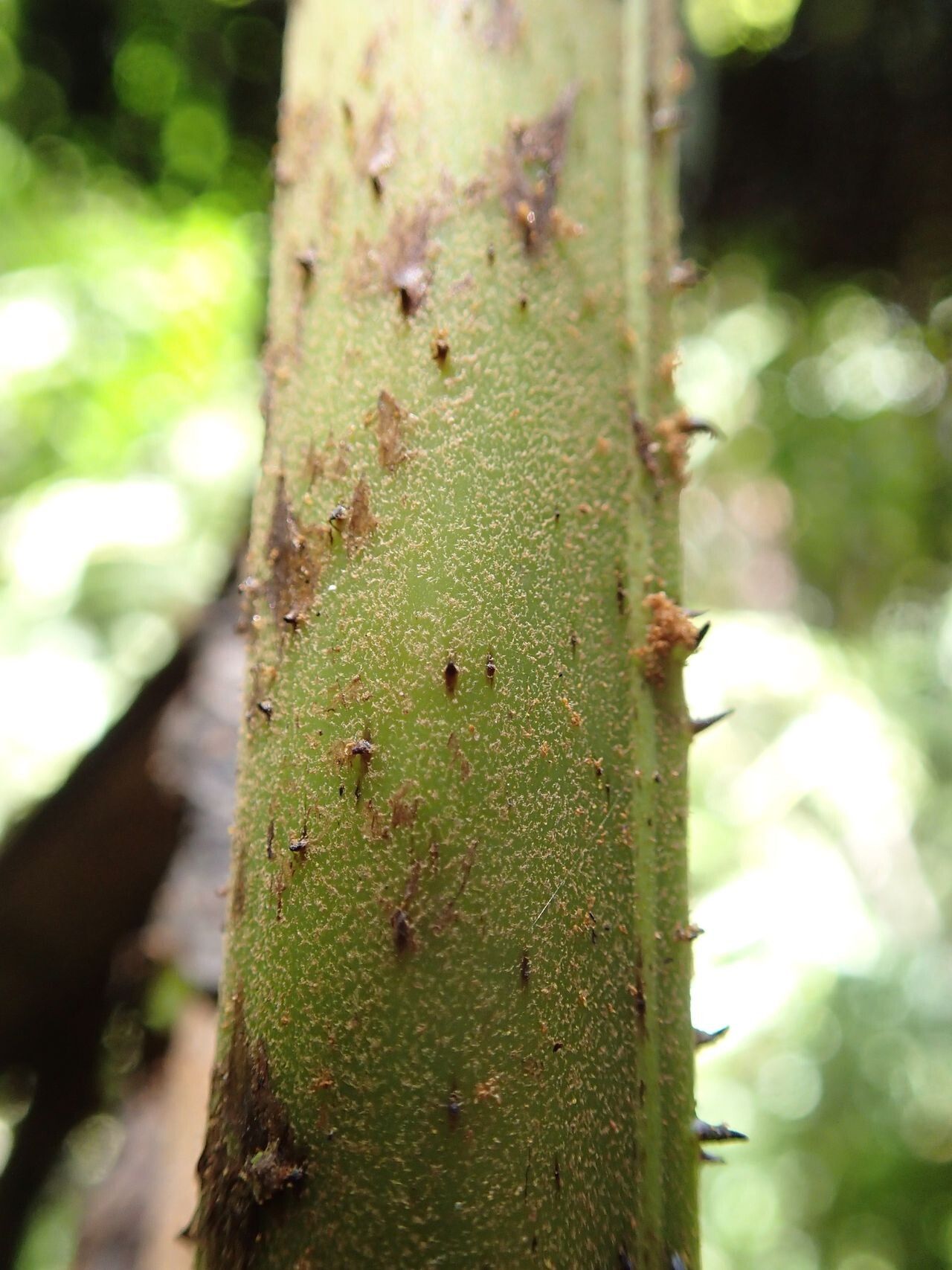 Diplazium echinatum bark