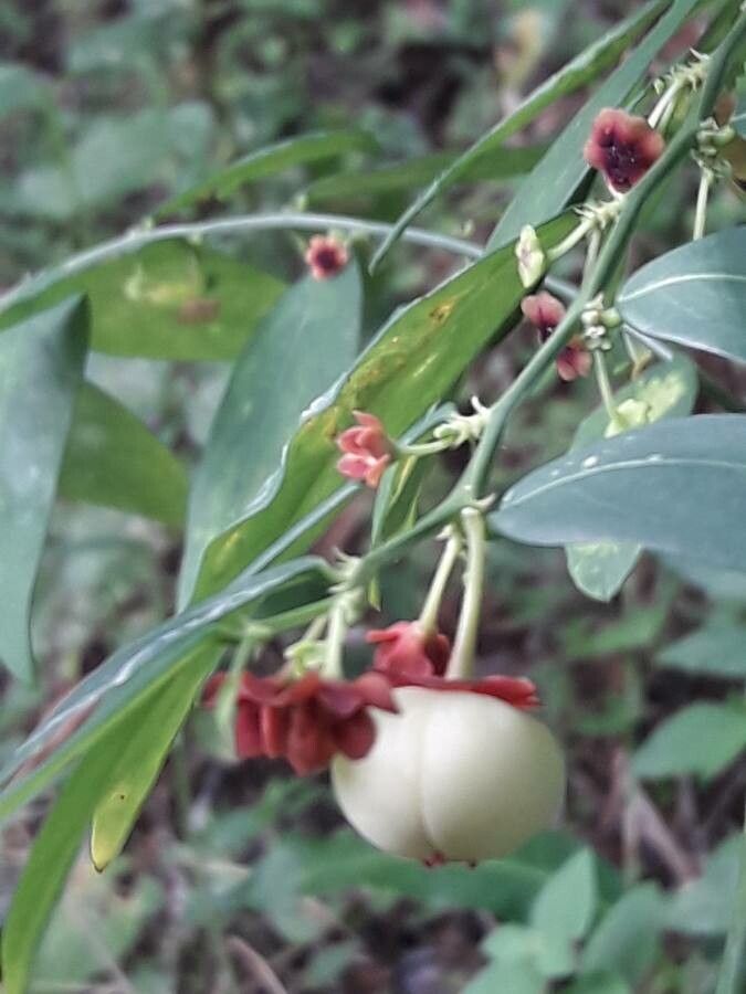 Sauropus androgynus fruit