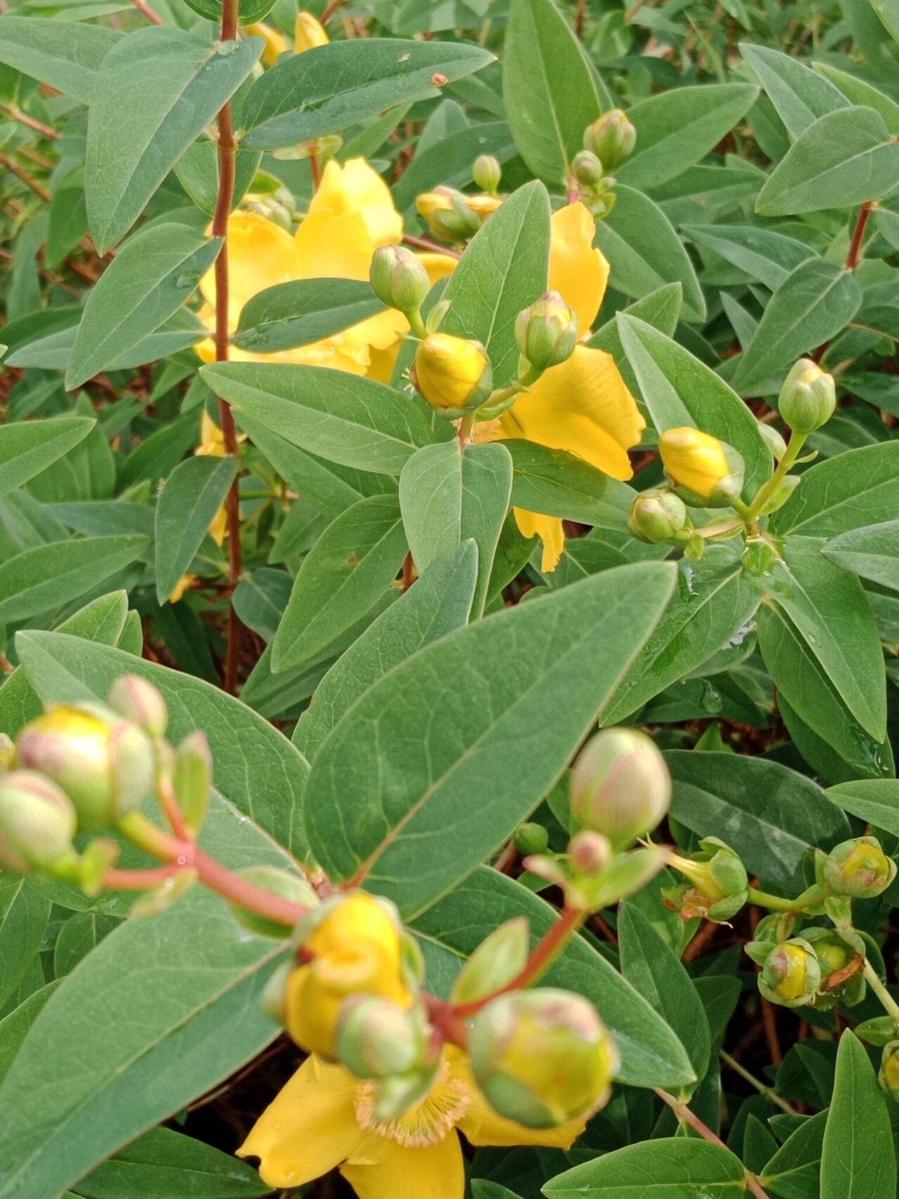 Hypericum × hidcoteense leaf