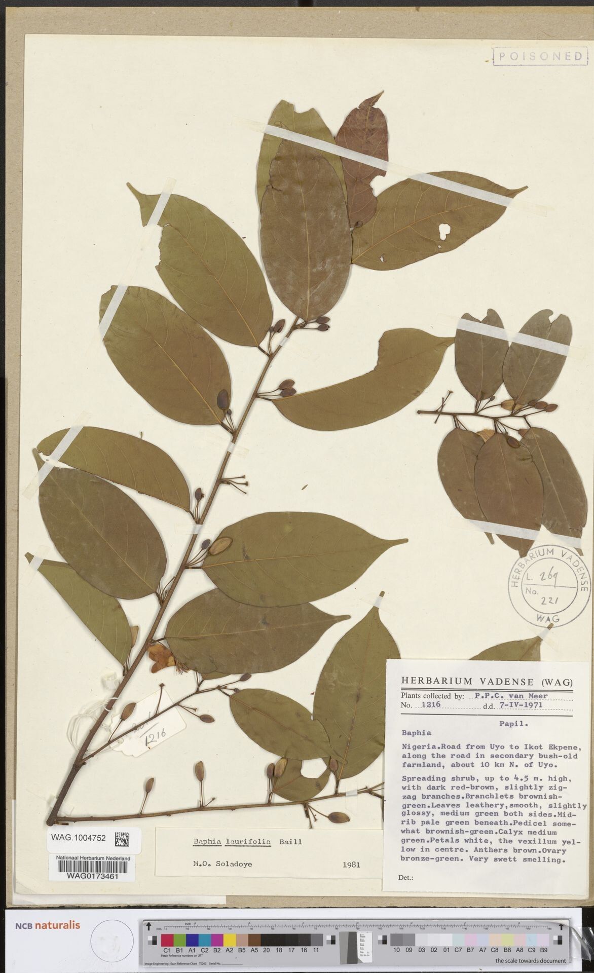 Baphia mambillensis — houseplant care guide