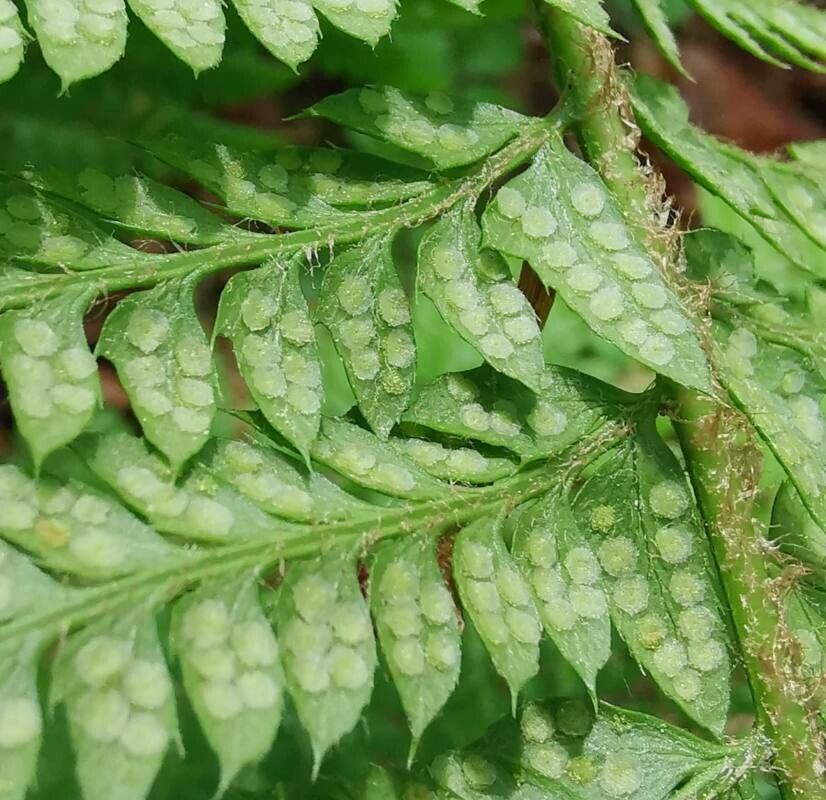 Polystichum aculeatum flower