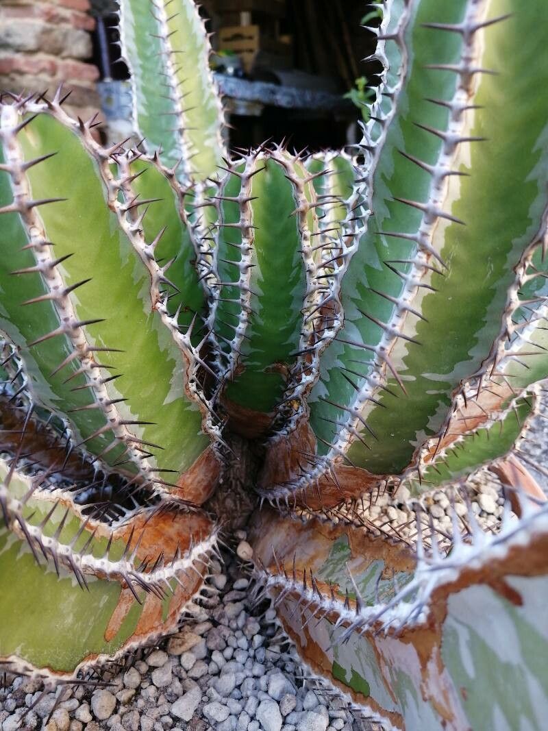 Euphorbia avasmontana habit