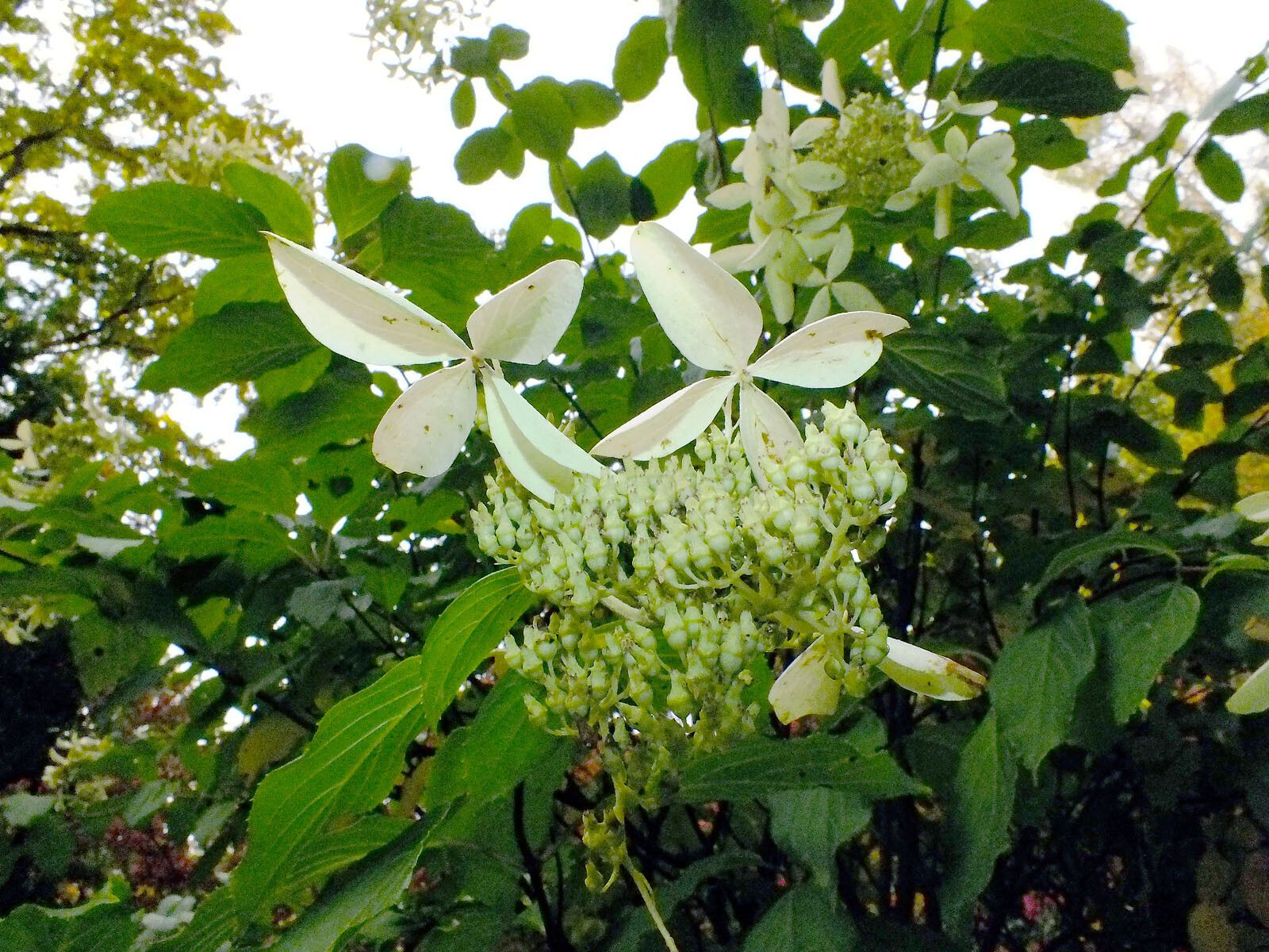 Schizophragma hydrangeoides flower