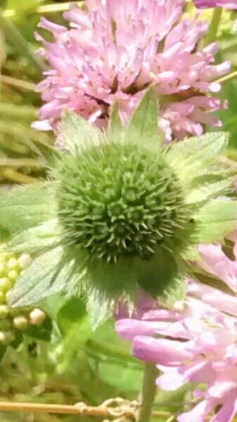 Knautia arvensis fruit