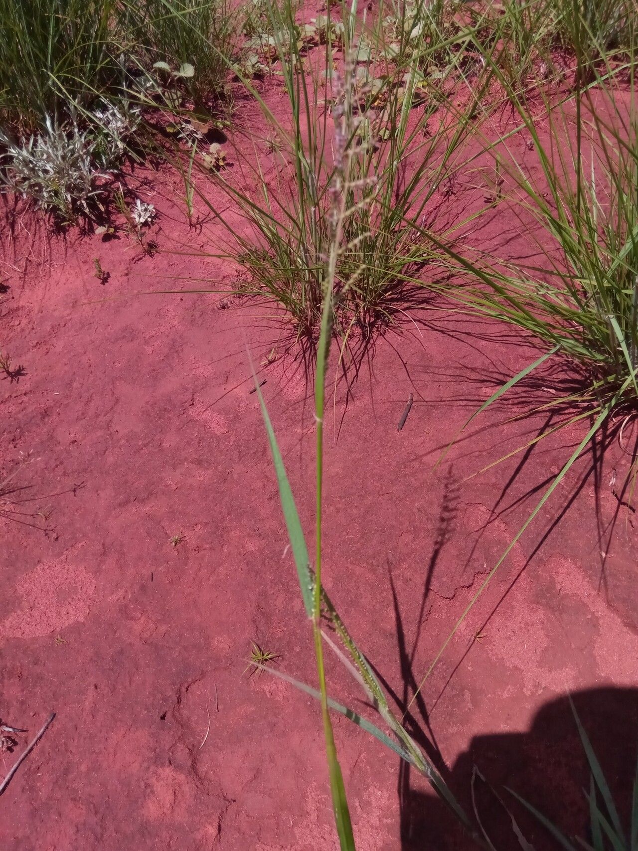 Setaria madecassa — houseplant care guide