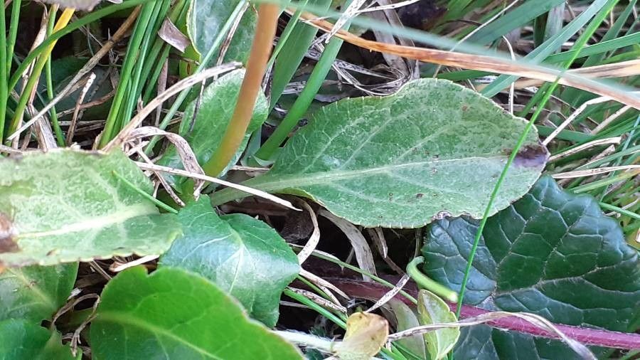 Pyrola minor — search result for 'Pyrola'