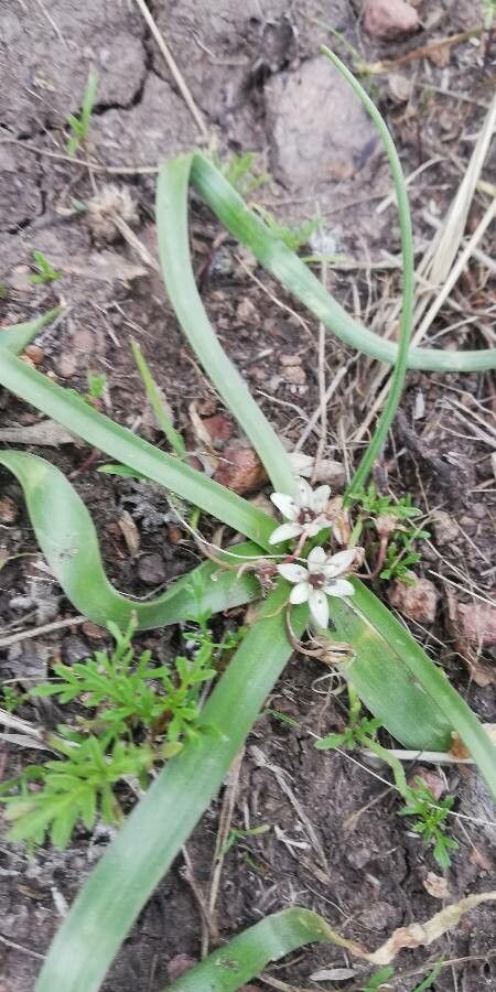 Wurmbea punctata — related species from the same genus