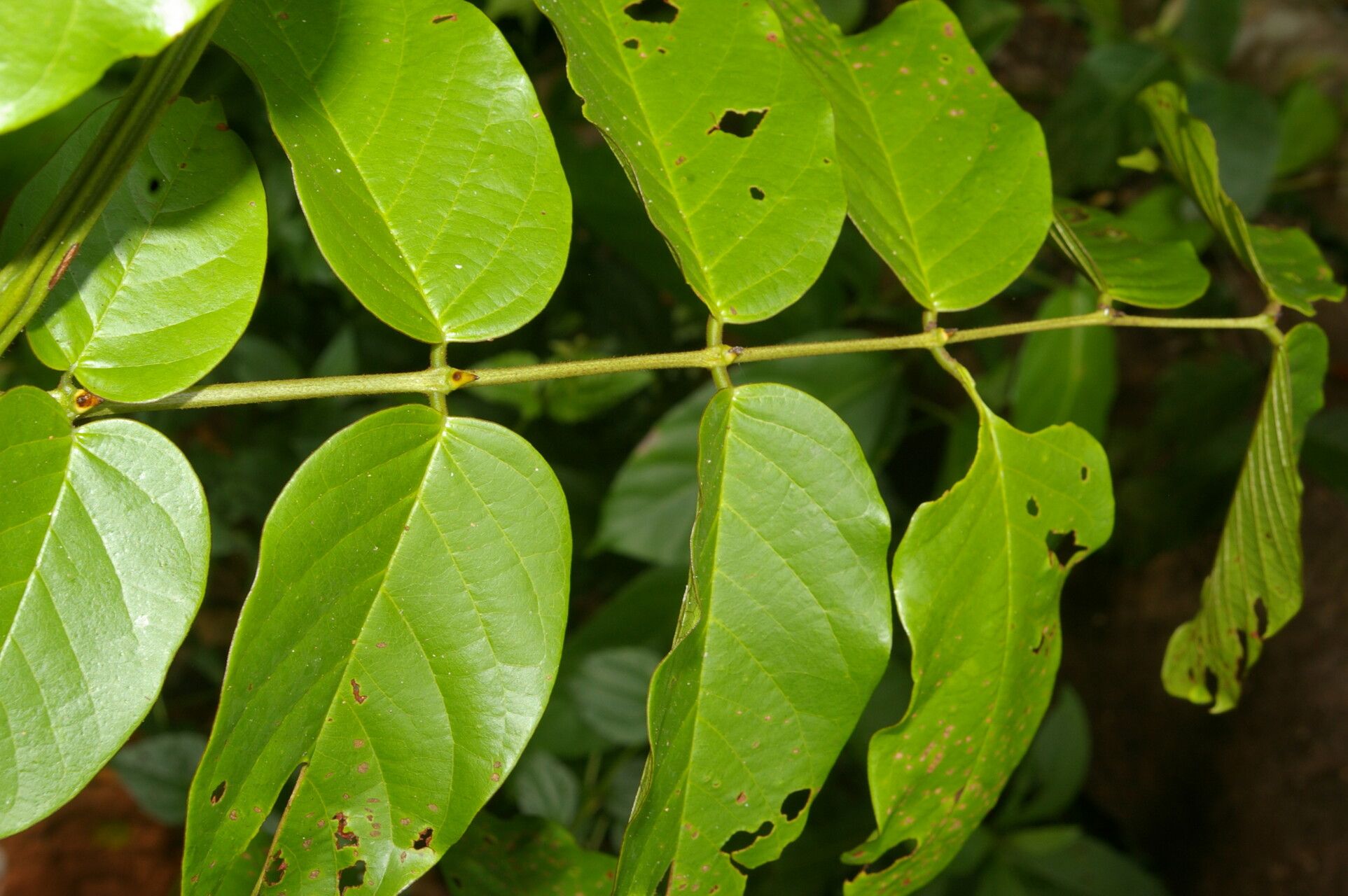 Senna spinescens flower