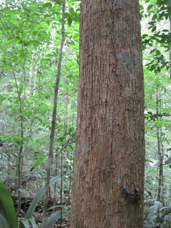 Lecythis holcogyne habit