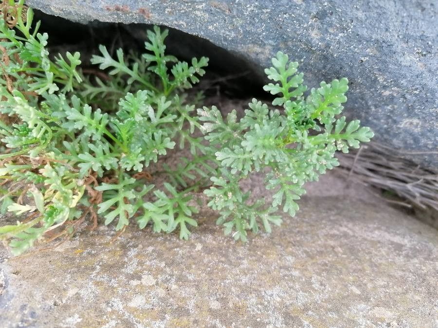 Anthemis maritima — salt tolerant houseplant