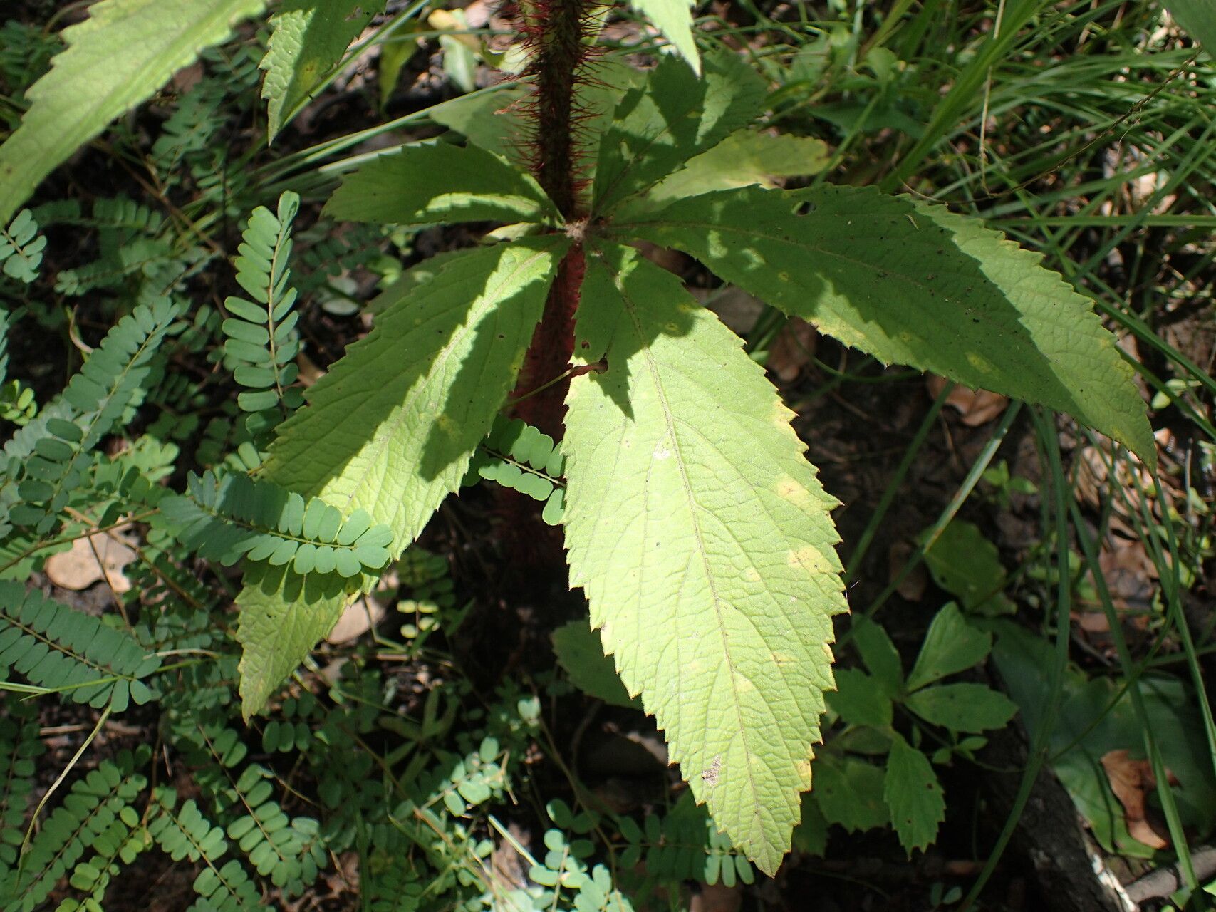 Cyphostemma vanmeelii leaf