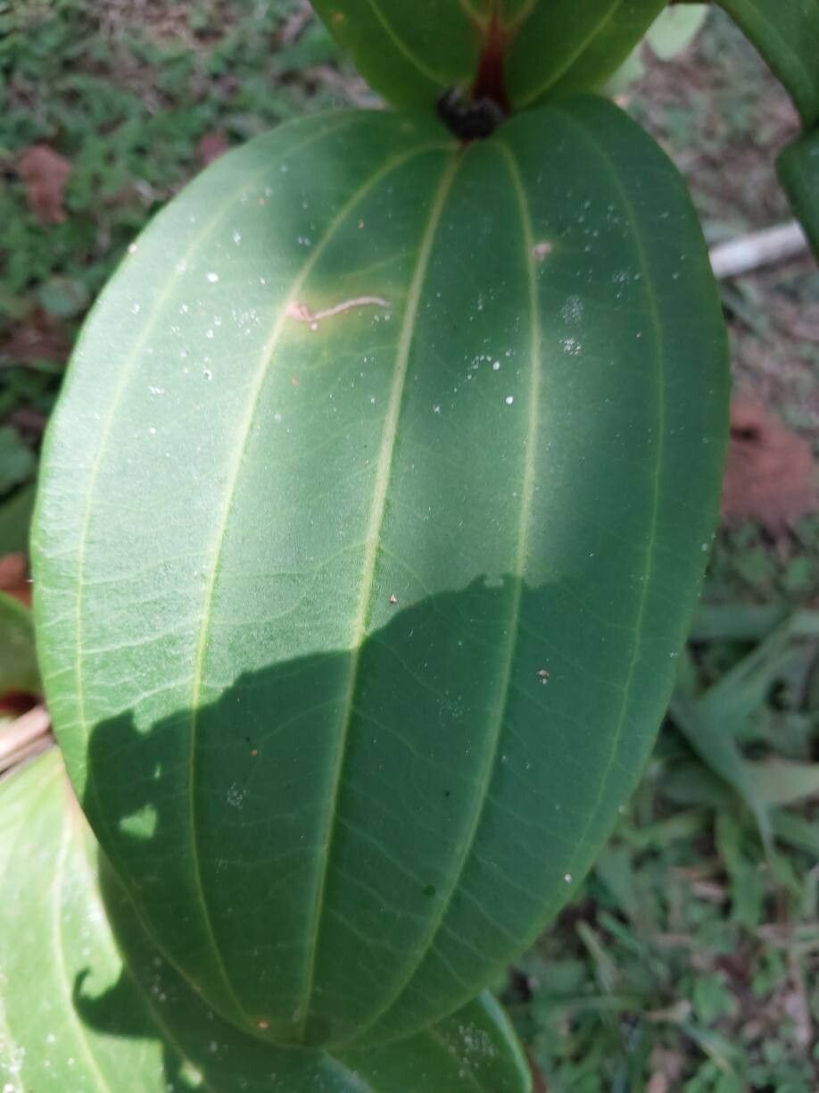 Medinilla quadrangularis — search result for 'Medinilla'