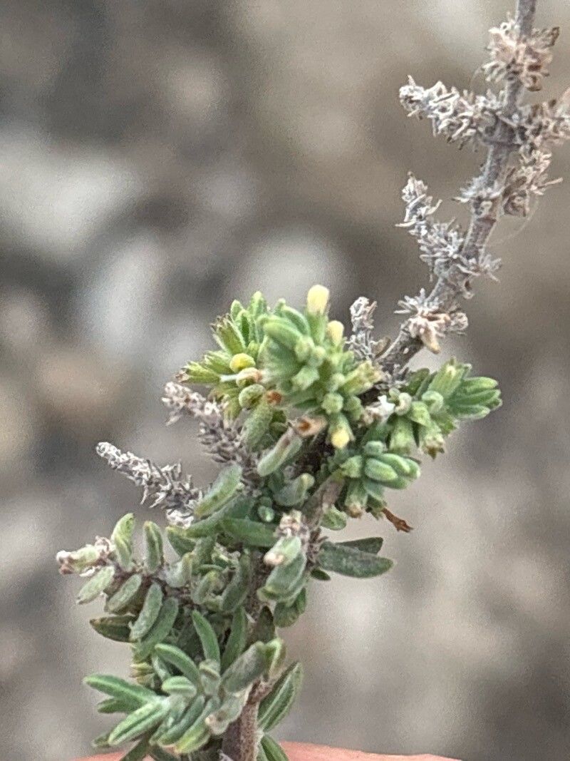 Micromeria ericifolia leaf