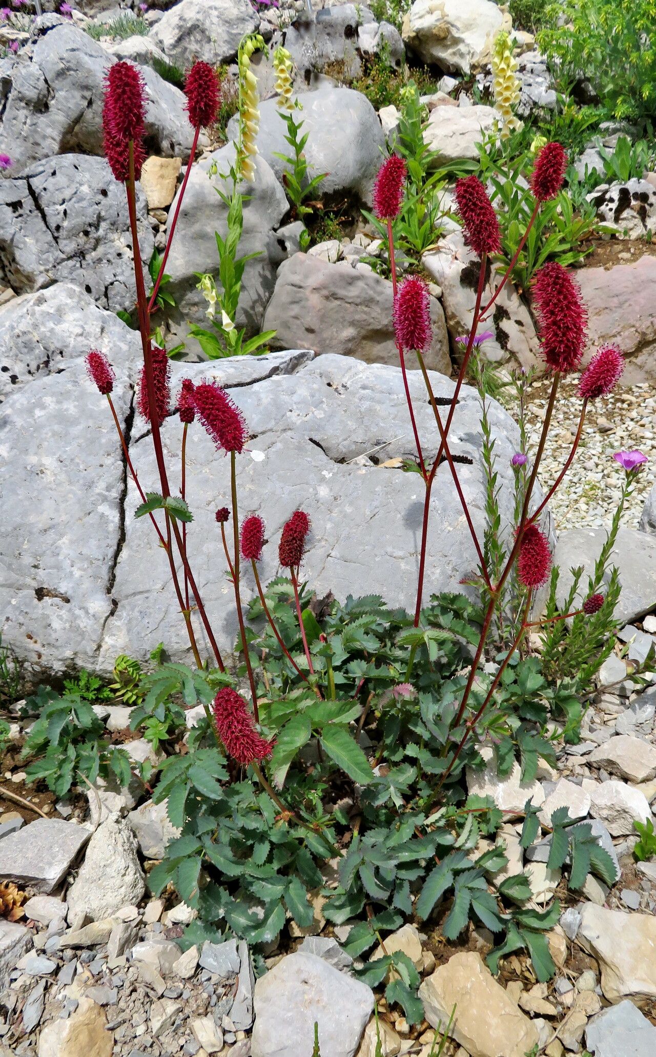 Sanguisorba menendezii habit