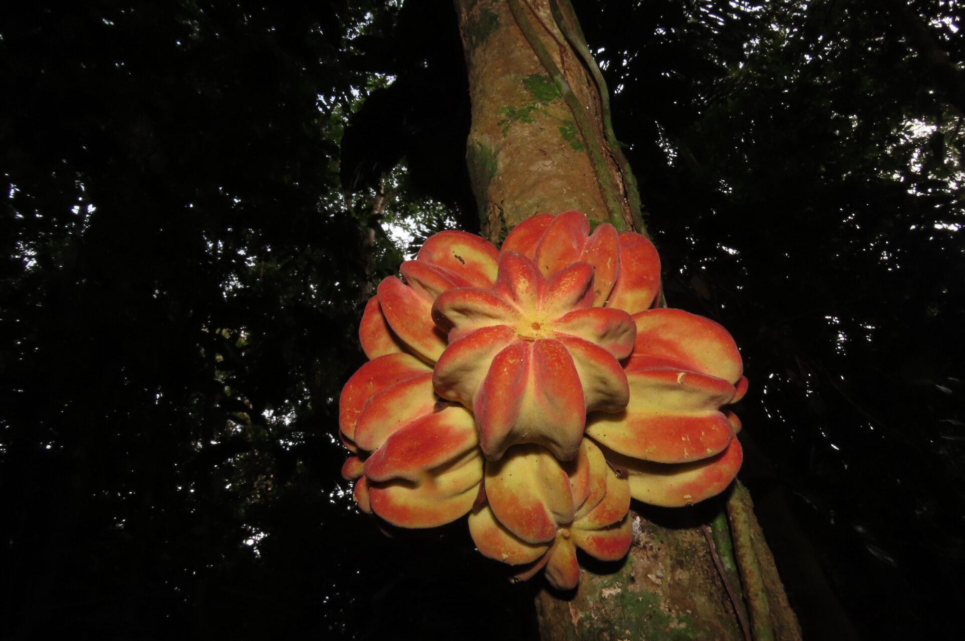 Guarea talamancana fruit