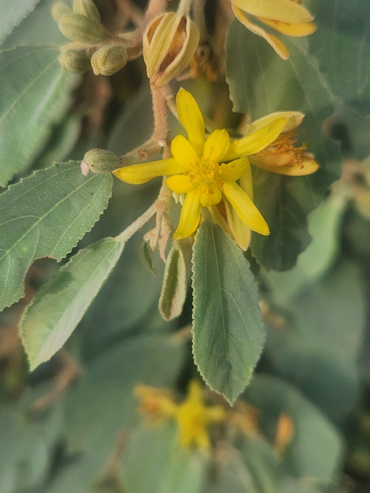 Grewia velutina flower