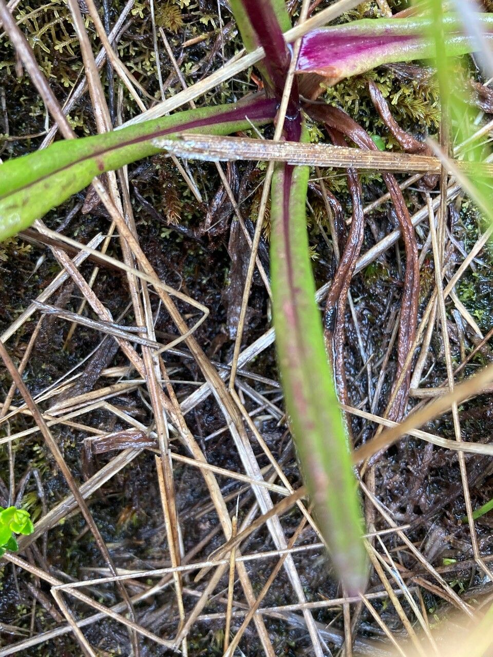 Senecio chionogeton — houseplant care guide