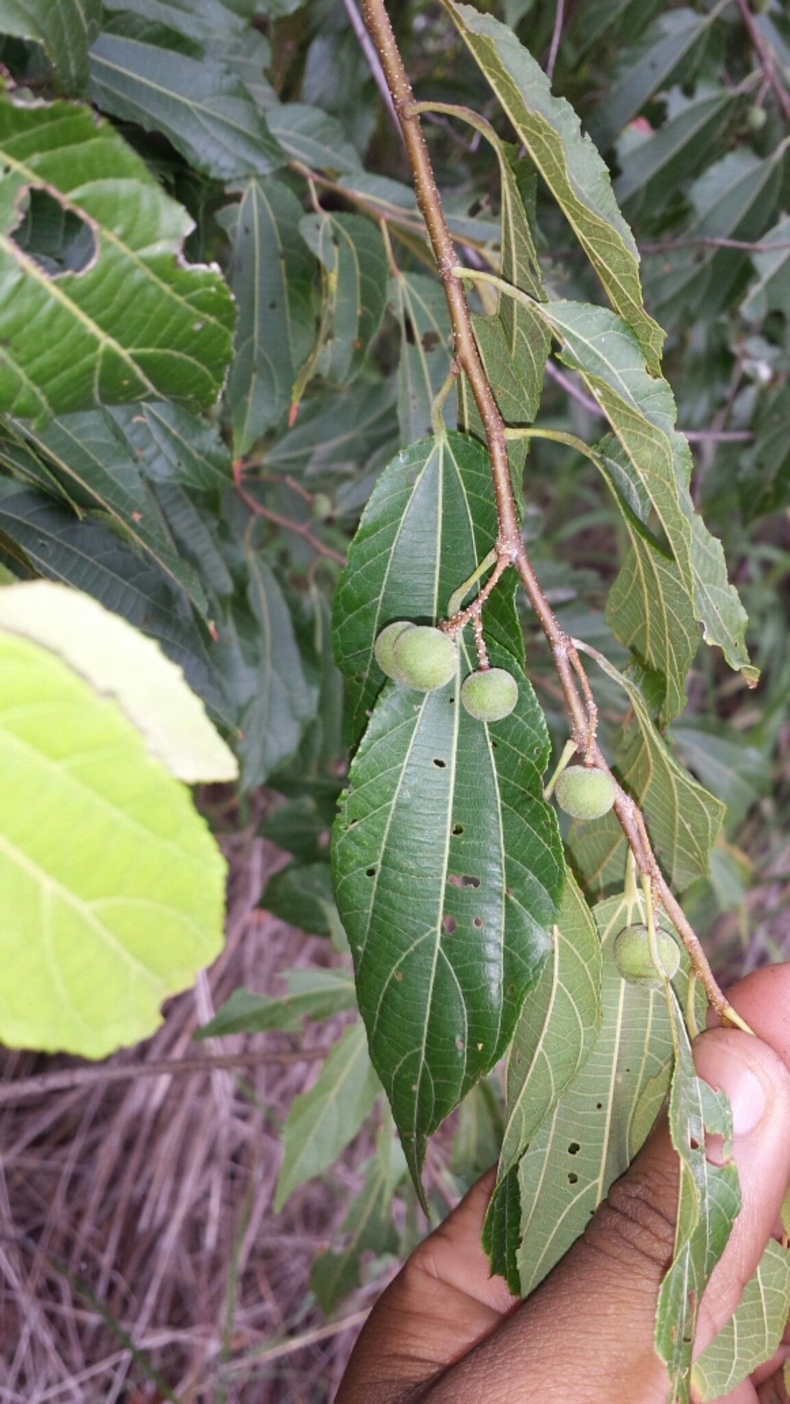 Grewia lavanalensis fruit