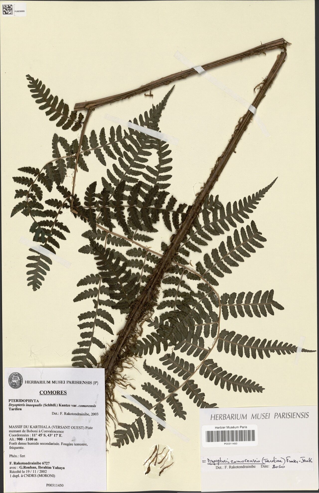Dryopteris comorensis — houseplant care guide
