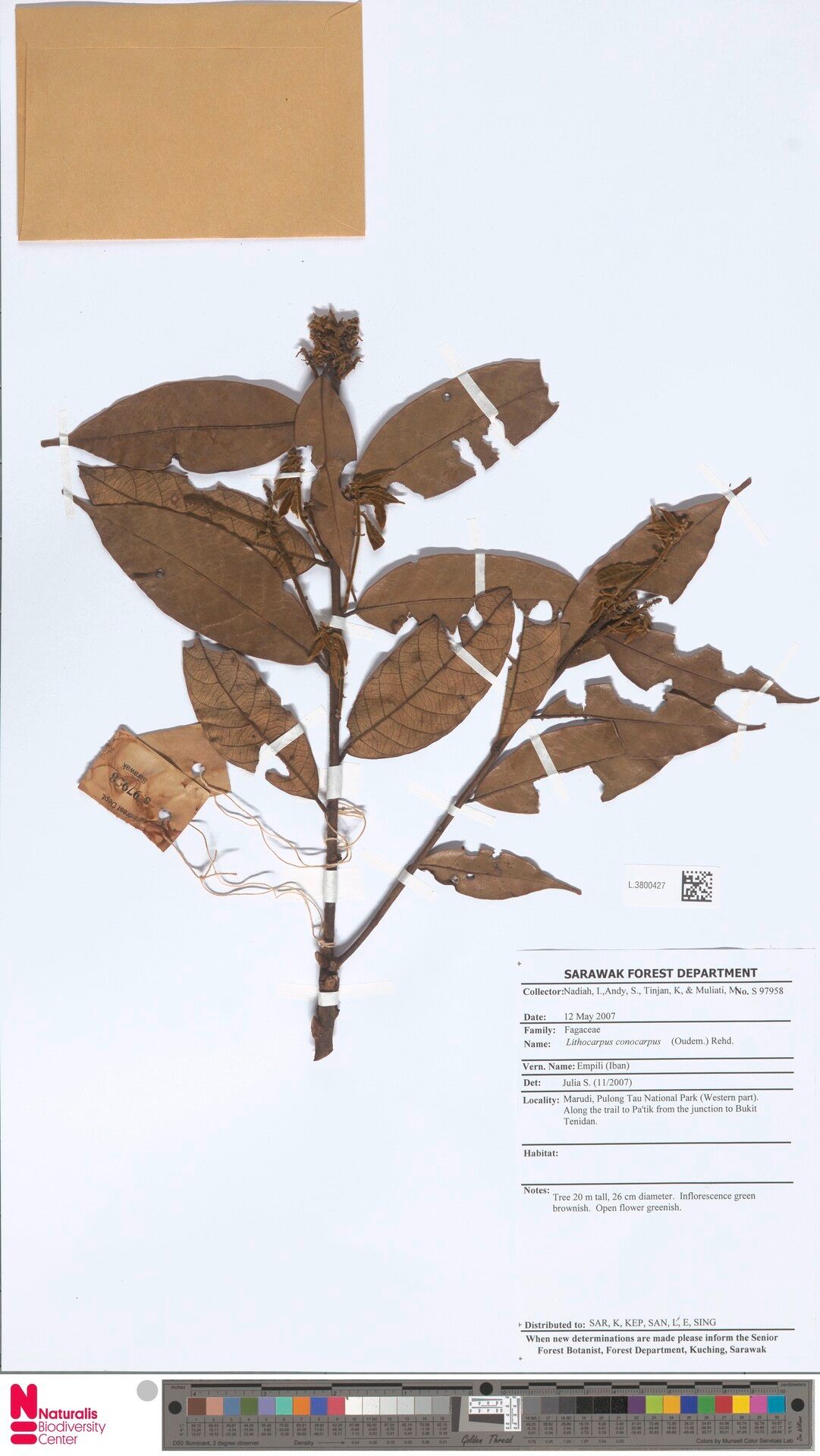 Lithocarpus conocarpus — search result for 'Lithocarpus'