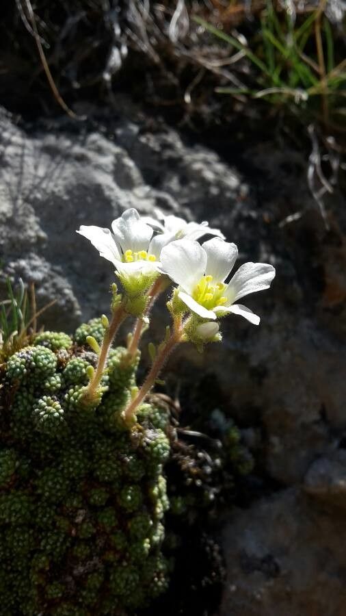 Saxifraga diapensioides flower