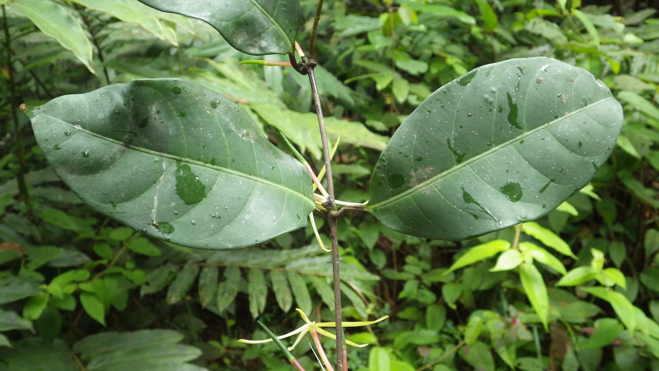 Landolphia stenogyna — houseplant care guide