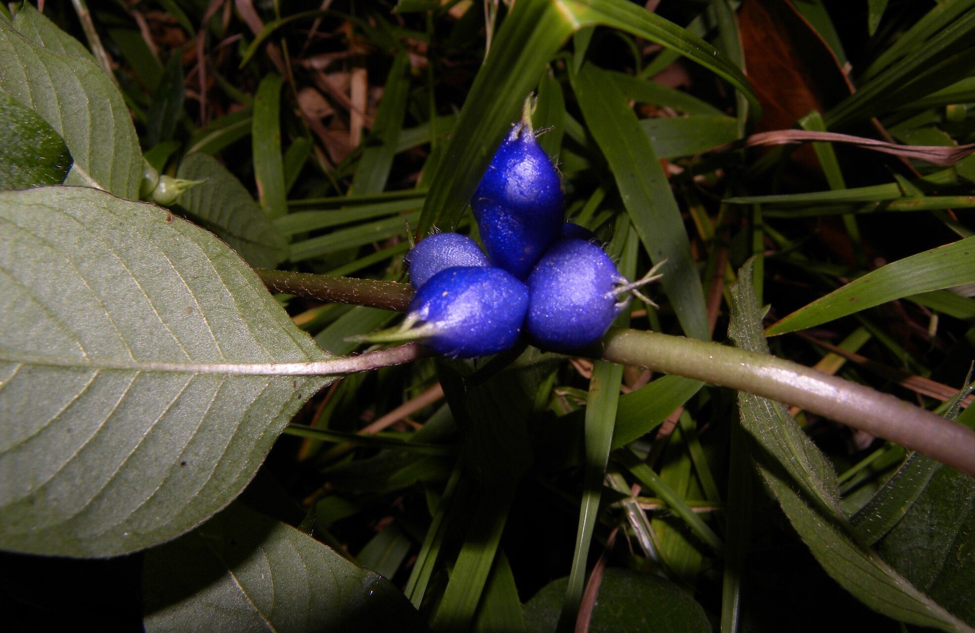 Coccocypselum hispidulum fruit