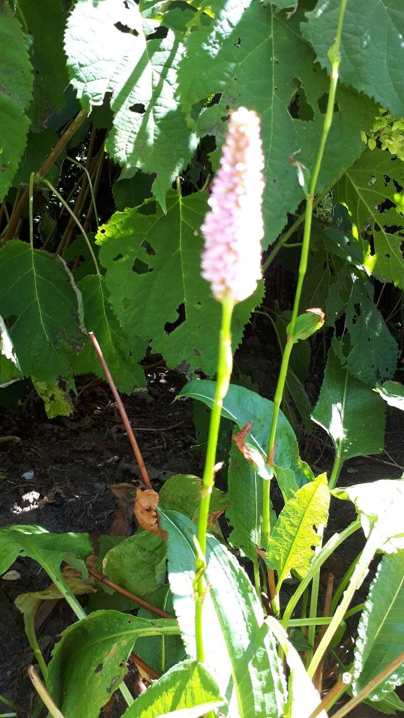 Persicaria x ambigua flower