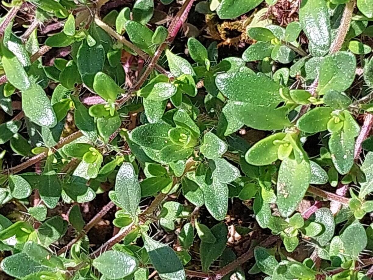 Thymus pannonicus — search result for 'Serbia'
